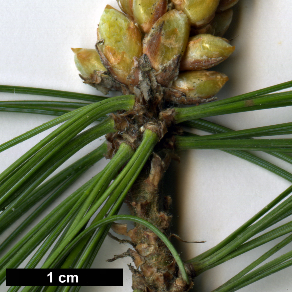 High resolution image: Family: Pinaceae - Genus: Pinus - Taxon: ×schwerinii (P.strobus × P.wallichiana)